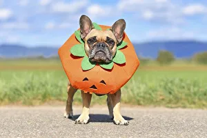 French Bulldog dog dressed up with funny pumpkin Halloween costume standing in front of blurry field