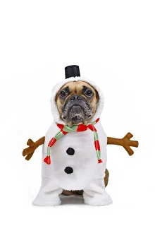 French Bulldog dog dressed up as funny snowman with full body suit costume with striped scarf