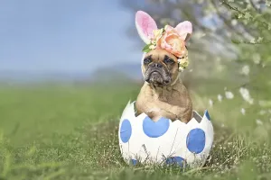 French Bulldog dog with Easter bunny ears sitting in large egg with dots