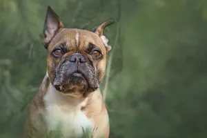 French Bulldog dog in green forest