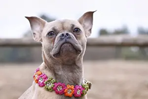 French Bulldog dog mix with paracord flower collar