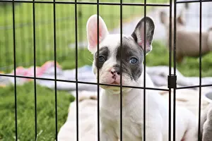 French Bulldog dog puppy behind bars