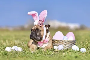 French Bulldog dog with rabbit costume ears next to easter eggs