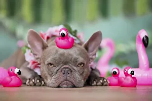 French Bulldog dog with tropical flower garlands and rubber toy flamingos in front of green background