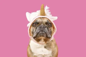 French Bulldog dog with wearing a funny knitted unicorn costume hat in front of pink background