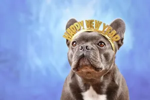 French Bulldog dog wearing New Year's Eve party celebration headband with text Happy new year in front of