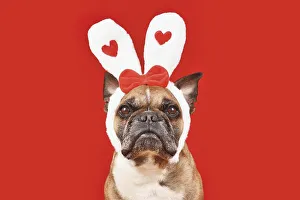 French Bulldog dog wearing Valentine's Day headband with bunny ears with hearts on red background