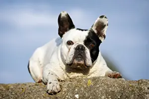 French Bulldog lying on a rock