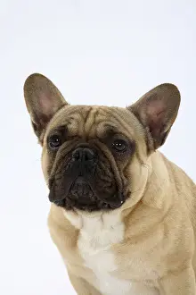 French Bulldog, Male
