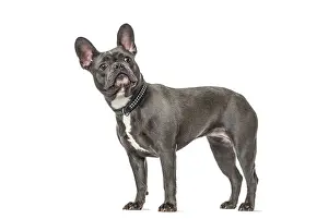 French bulldog posing in studio