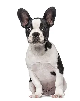 French Bulldog puppy (3 months old)