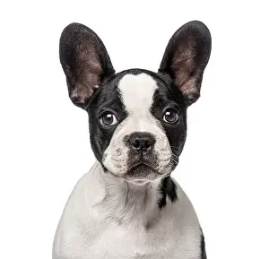 French Bulldog puppy (3 months old)
