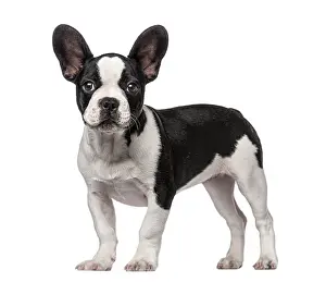 French Bulldog puppy (3 months old)