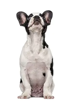 French Bulldog puppy (3 months old) looking up