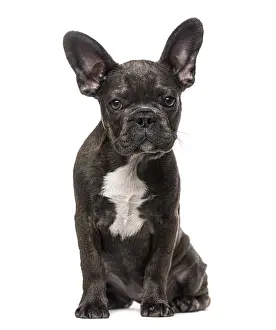 French Bulldog puppy (5 months old)