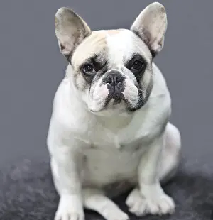 Framed Print : French bulldog the puppy close-up