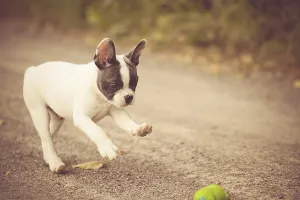 French Bulldog, puppy playing with a ball on a path