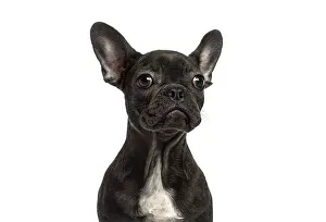 French bulldog puppy posing with a curious expression
