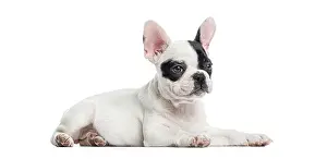 French bulldog puppy resting, looking to the side with big ears
