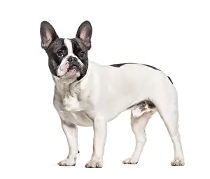 French Bulldog standing against white background