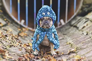 French Bulldog wearing funny squid dog costume with eyes and tentacle arms