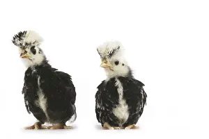 French chicken called Faverolle