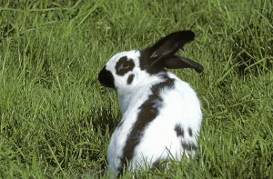 French Domestic Rabbit called Geant Papillon Francais
