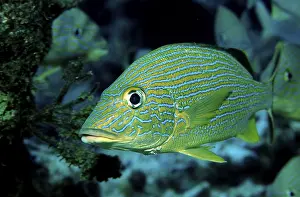 French grunt, Haemulon flavolineatum