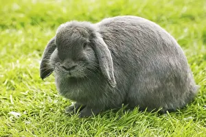 French hanging-eared rabbit, adult on grass