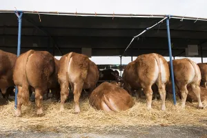 French Limousin bulls and cows in barn