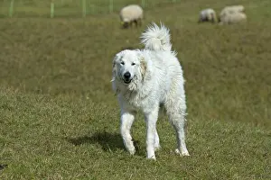 French Pyrenean Mountain Dog guarding a flock of sheep