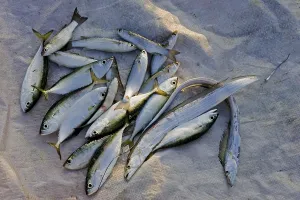 Fresh fish