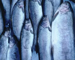 Fresh fish (sea trouts, salmo trutta trutta)