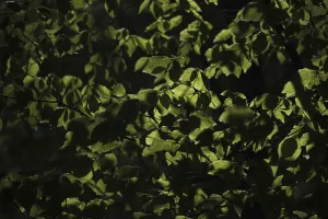 Fresh foliage of copper beech, Grafenberg Forest