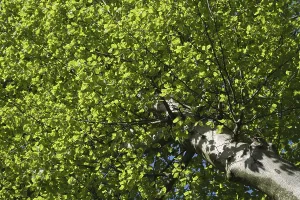 Fresh foliage of copper beech, Hulser Berg