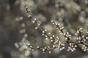 Fresh fruit blossom bud in the spring season