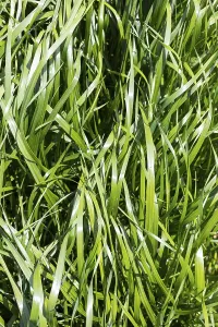 Fresh grass, tall and vigorous