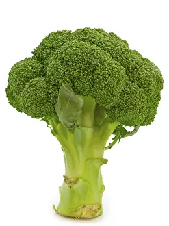 Fresh green broccoli over the white background