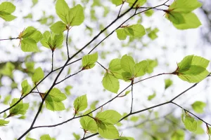 Fresh leaves of a beech tree (Fagus sylvatica) emerges from the bud in spring