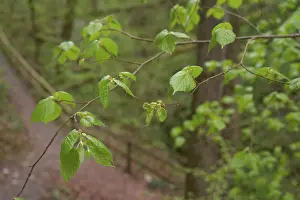 Fresh lime leaves in the ravine forest