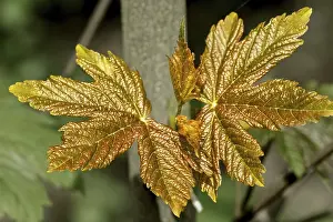 Fresh maple leaves in spring
