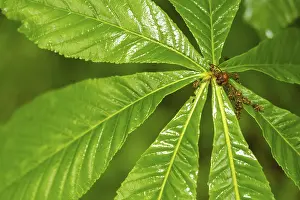 Fresh moist green chestnut leaves