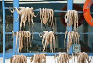 Fresh octopus hung for drying, Argolis