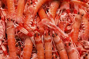 Fresh prawns are sold in the Malaga fish market