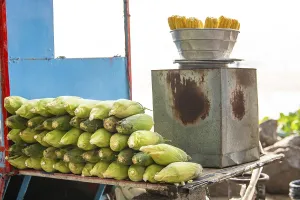 Fresh ripe corn cobs in a bowl