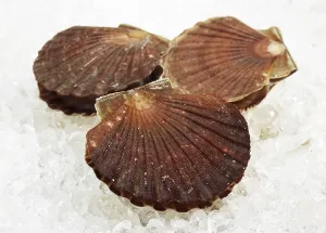 Fresh Scallops (pecten maximus) on Ice