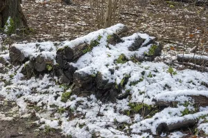 Fresh snow covering mossy logs on the forest floor during winter