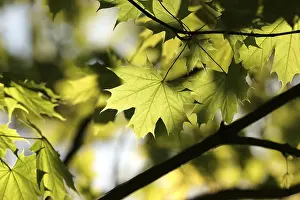 Fresh spring maple leaves on a twig in the forest