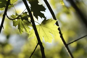 Fresh spring maple leaves on a twig in the forest