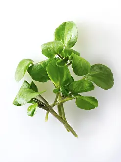 Fresh watercress leaves